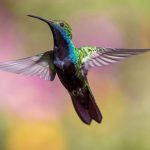 hummingbird-g85a26231c_640