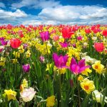 flores de primavera hoponopono